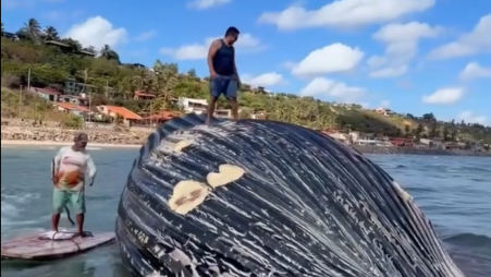 Homem é flagrado pulando em baleia-jubarte que encalhou morta em praia de Icapuí