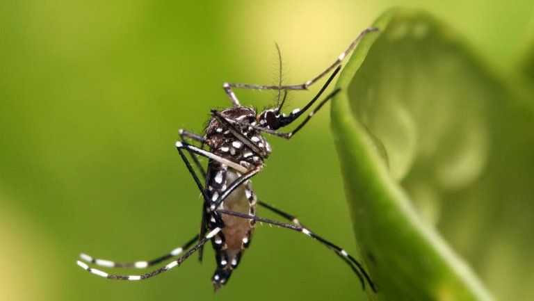 Eusébio inicia nova etapa de combate à dengue com método Wolbachia