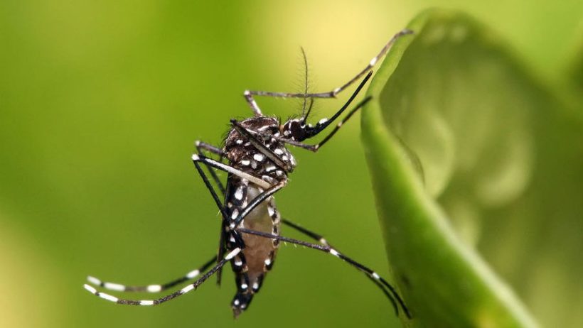 Eusébio inicia nova etapa de combate à dengue com método Wolbachia
